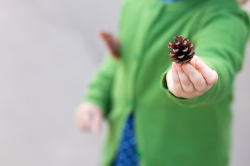 Pinecone in the kid's hand. Close up. Exploring nature concept