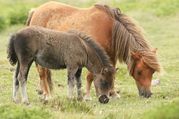A Dartmoor mare and her cute foal (Equus ferus caballus) grazing in the moors.