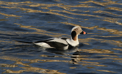 A rare male Long-tailed duck (Clangula hyemalis) in breeding plumage swimming in the sea in Scotland.