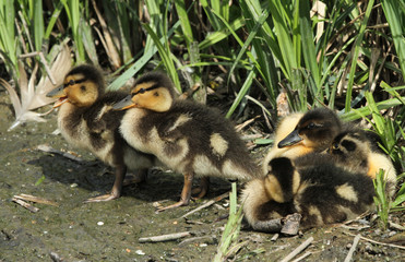 A group of Mallard Ducklings (Anas platyrhynchos) resting on the lakes edge.