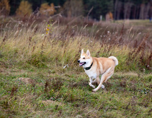 Naklejka na ściany i meble Dog breed West Siberian Laika running on the field in autumn. Coursing