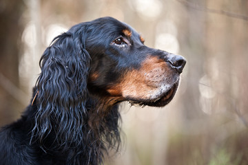 Dog breed  Setter Gordonportrait in profile