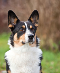 Dog breed Welsh Corgi Cardigan portrait on nature