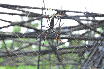 Banana spiders or golden orb-weavers  live in warmer area on the big tree