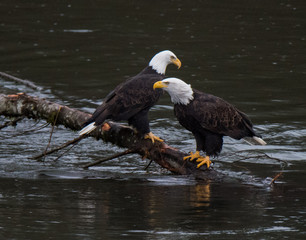 Bald Eagle inFlight