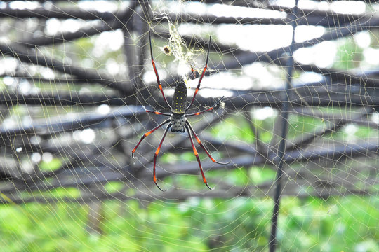 Banana spiders or golden orb-weavers  live in warmer area on the big tree