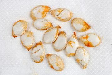 Pumpkin seeds are dried on a paper cloth macro