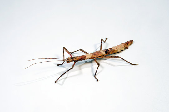 Guadeloupe-Stabschrecke / Zimtstabschrecke  (Lamponius guerini) - Guadeloupe Stick Insect