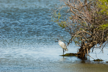 Little egret in South of France