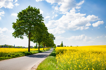 Straße in Rapsfeldern im Sommer