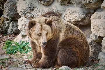 Brown Bear near the Wall