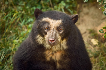 Asian Black Bear