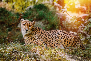Cheetah (Acinonyx Jubatus)