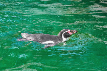 Magellanic Penguin (Spheniscus Magellanicus)