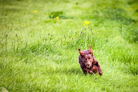 Brauner Hund rennt im Sommer über frische grüne Wiese