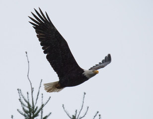 Bald Eagle inFlight