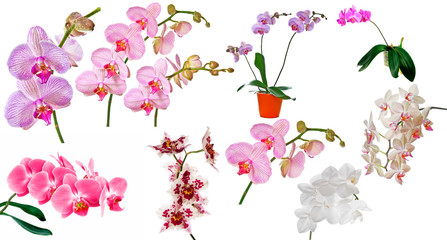 orchids collection isolated on a white background