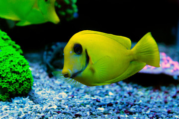 Mimic Lemon Peel Tang
(Acanthurus pyroferus)