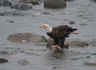 Bald Eagle Feeding
