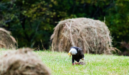 Hunter turned Scavenger