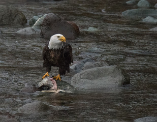 Bald Eagle Feeding