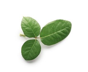 Green leaves of rose on white background