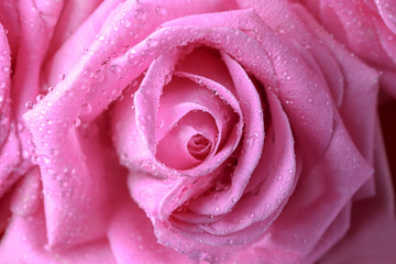 Beautiful pink rose, closeup