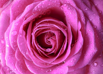 Beautiful pink rose, closeup