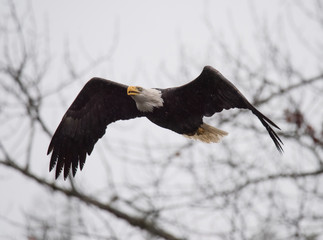 Bald Eagle inFlight