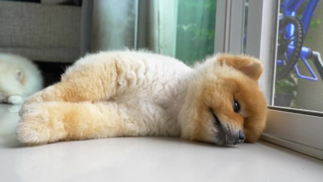 fat pomeranian dog lazy sleeping daydream in home