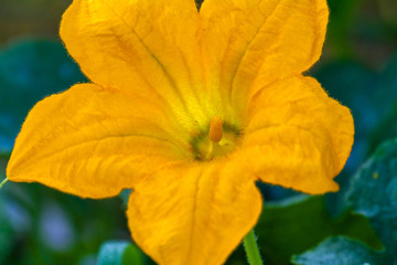 Yellow Flower