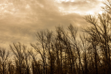 Fototapeta na wymiar Silhouette of a tree against a sky.