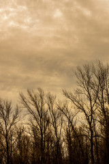 Silhouette of a tree against a sky.