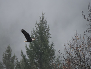 Bald Eagle inFlight