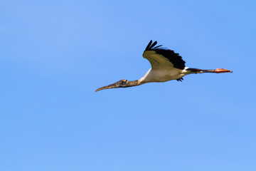 Wood stork flying