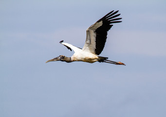 Obraz premium Wood stork flying