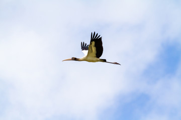 Wood stork flying