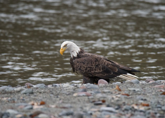 Bald Eagle Feeding