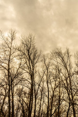 Silhouette of a tree against a sky.