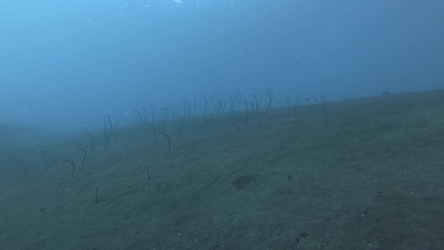 Garden Eels feeding from holes on the black volcanic sand. Whitespotted Garden Eels - Gorgasia maculata, Bali, Oceania, Indonesia