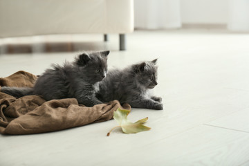 Cute little kittens at home