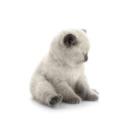 Cute little kitten on white background