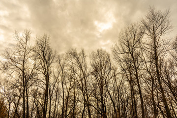 Silhouette of a tree against a sky.
