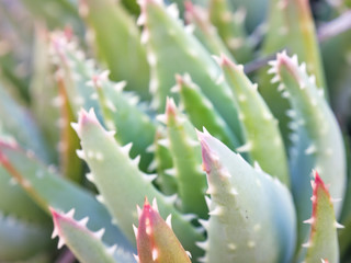 planta