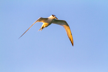 Sandwich Tern flying