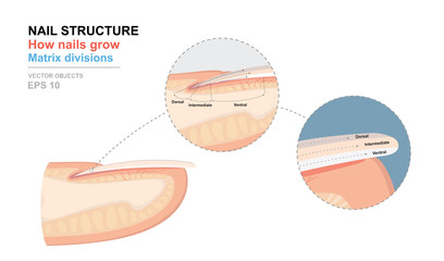 Science of human body. Anatomical training poster. Fingernail Anatomy. Structure of human nail. How nails grow. Matrix divisions. Cross-section of the finger. Detailed medical vector illustration