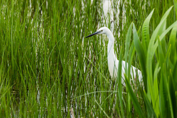 Little egret in Aiguamolls de l'Empordà Nature Reserve, Girona, Spain