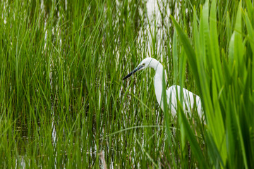 Little egret in Aiguamolls de l'Empordà Nature Reserve, Girona, Spain
