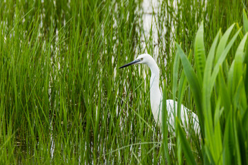 Little egret in Aiguamolls de l'Empordà Nature Reserve, Girona, Spain