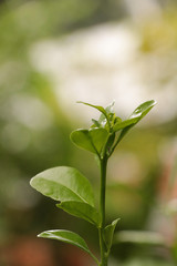 Green Kumquats at garden